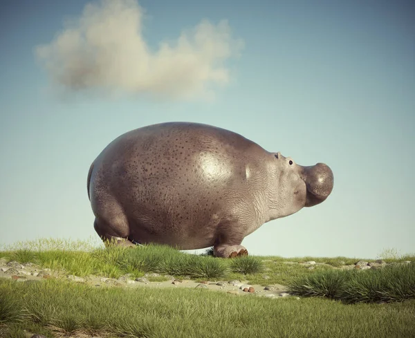 Alone Hippopotamus Grass Render Illustration — Stock Photo, Image