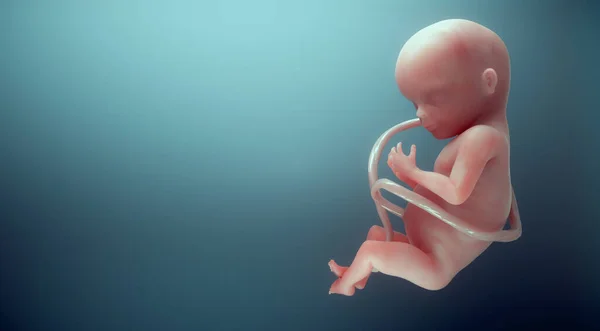 Human Fetus Unborn Life Connection Future Vitality Concept Render Illustration — Stock Photo, Image