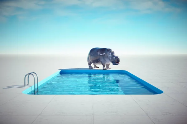 Hipopótamo Relaxando Uma Piscina Esta Uma Ilustração Renderização — Fotografia de Stock
