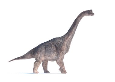 Brachiosaurus on white background, evoking the prehistoric era. This is a 3d render illustration clipart