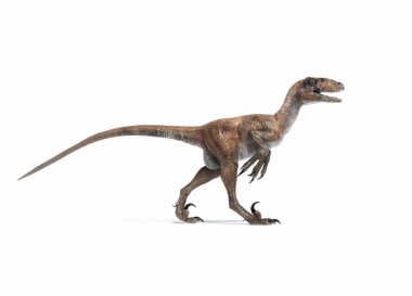 Velociraptor dinozor figürü tarih öncesi yaşamın yaratıcı bir temsilinde beyaz bir arka planda dolaşırken şiddetli bir duruş sergiliyor. Bu bir 3D RENDER ILLUSTRATIO