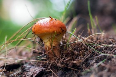 Küçük, yenilebilir mantarlar sonbahar ormanlarında kapanıyor.