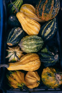 Mavi bir kutuda çeşitli balkabakları