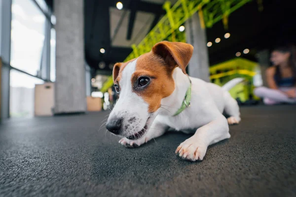 Anjing Jack Russell Kecil Yang Lucu Gym Gaya Hidup Sehat — Stok Foto