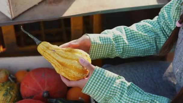 Une Agricultrice Sort Une Petite Citrouille Une Boîte Bois Marché — Video