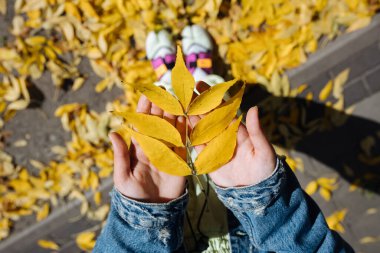 Sonbahar parkında kadın eli. Sonbaharın tadını çıkarıyor ve bir yaprak tutuyor. Bir sürü sarı kuru yaprak.