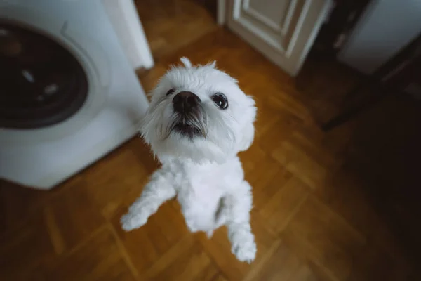 Anjing Piaraan Maltese Kecil Yang Lucu Berdiri Dengan Kaki Belakangnya — Stok Foto
