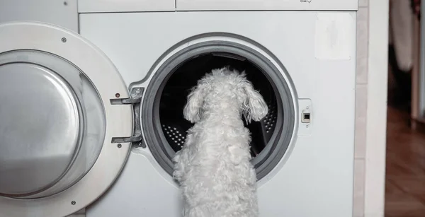 可爱的小白狗看着洗衣机 — 图库照片