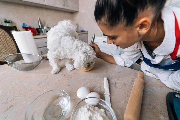Sorrindo Jovem Cozinha Bonito Branco Maltês Cão Farejando Refeição Mesa — Fotografia de Stock
