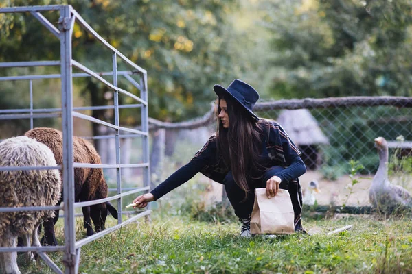 Uma Jovem Mulher Bonita Alimenta Uma Ovelha — Fotografia de Stock