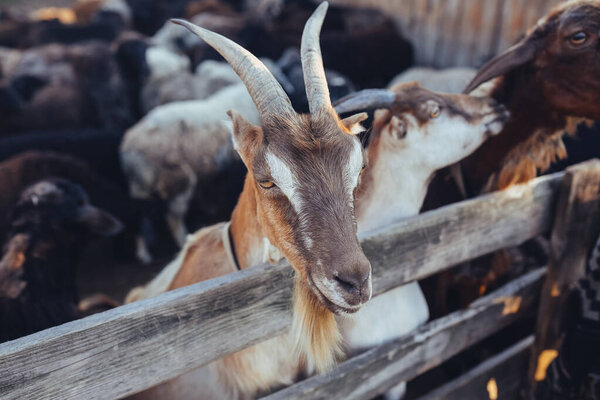 Curious goat in wooden corral