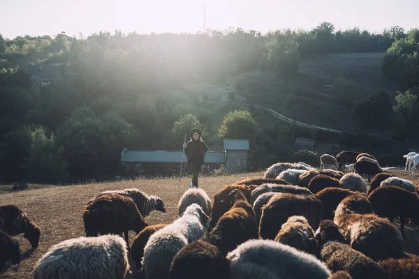 Berger Femelle Troupeau Moutons Sur Une Pelouse — Photo