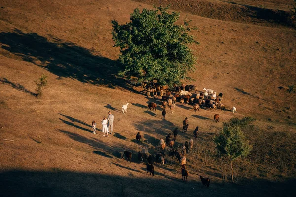 Schafe Und Ziegen Grasen Auf Der Wiese — Stockfoto