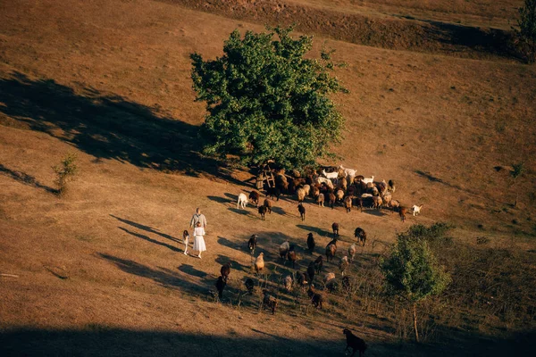 Вівці Кози Пасуться Лузі — стокове фото