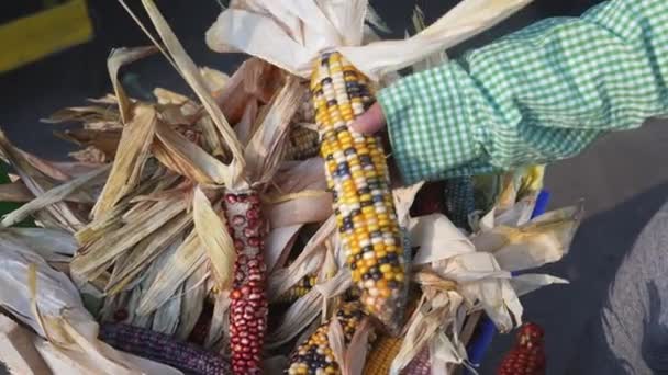 トウモロコシの穂軸を持つ女性の手 — ストック動画