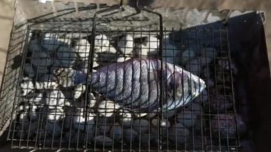 Izgarada balık var..