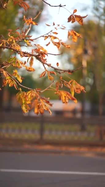 秋の街の風に揺れる栗の乾燥した黄色の葉 — ストック動画