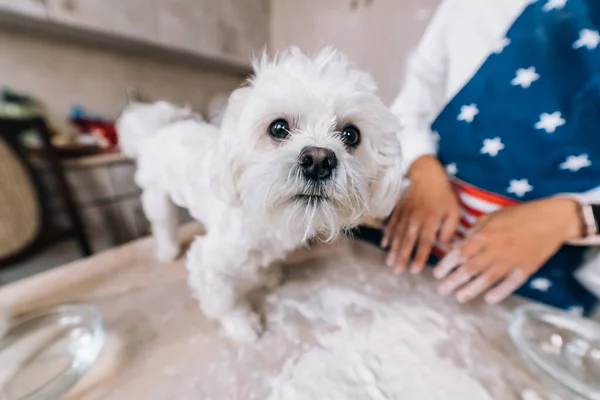 Young Woman Kitchen Cute White Maltese Dog Table — Stock Photo, Image