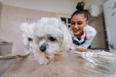 Mutfakta gülümseyen genç bir kadın ve masadaki tatlı beyaz Maltese köpeği yemeği kokluyor.