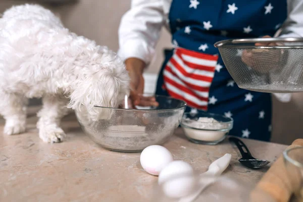 Sorrindo Jovem Cozinha Bonito Branco Maltês Cão Farejando Refeição Mesa — Fotografia de Stock