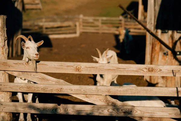 木製の柱の好奇心旺盛なヤギ — ストック写真