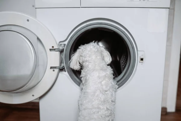 Roztomilý Malý Bílý Pes Dívá Pračky Zavřít Pohled — Stock fotografie