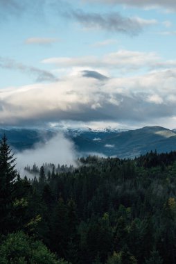 Kozalaklı Orman ve Dağlar Manzarası Seyahat Huzurlu bir yaz günü