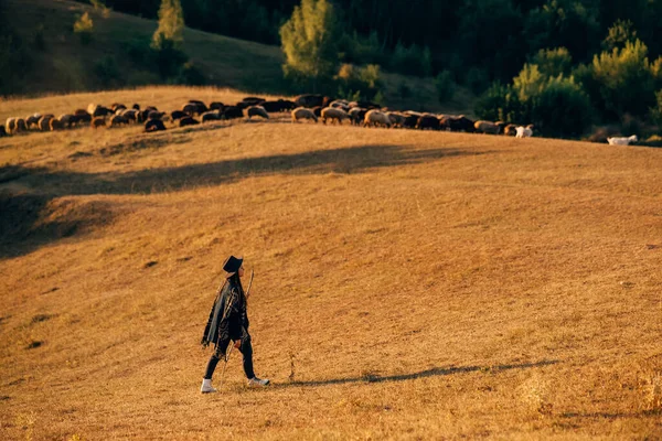 Vrouwelijke Herder Kudde Schapen Een Grasveld — Stockfoto