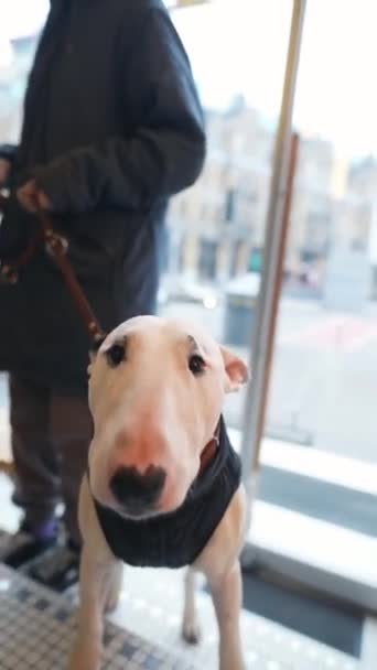 Drăguţ Bull Terrier Alb Stă Cafenea Imagini Înaltă Calitate — Videoclip de stoc