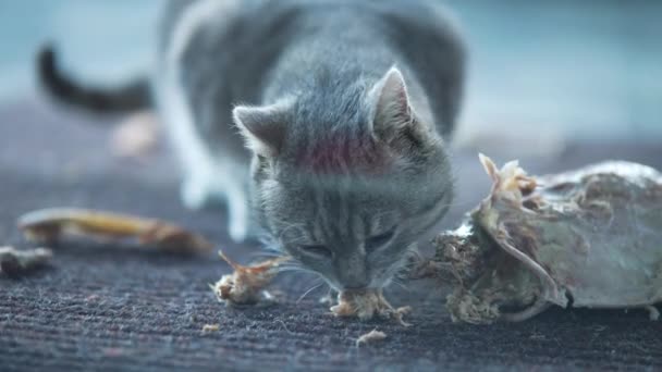 Obdachlose Katzen Die Hühnerknochen Auf Der Straße Fressen Obdachlose Straßenkatzen — Stockvideo
