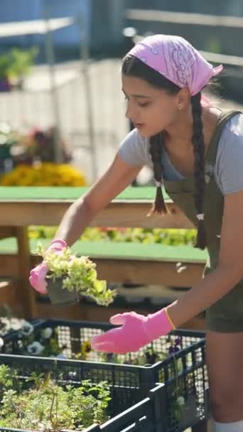 Mladá Zemědělkyně Farmářském Trhu Připravuje Prodej Produktu Vysoce Kvalitní Záběry — Stock video