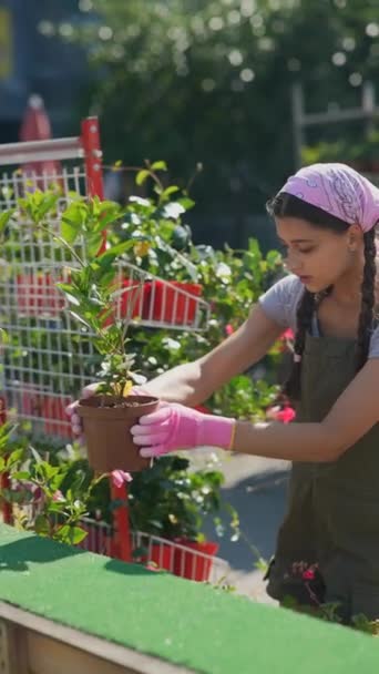 農家の植物市場で若い女性農家 製品を販売する準備 高品質4K映像 — ストック動画