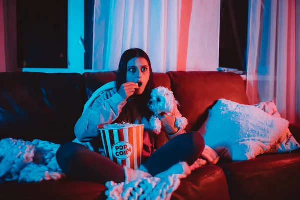 ポップコーンバケツ付きの暗い部屋で自宅で映画を見て 彼女の犬と遊んで モニターやテレビを見ている映画の前に座っている美しい若い女の子 クレイジーな感情 高品質の写真 — ストック写真