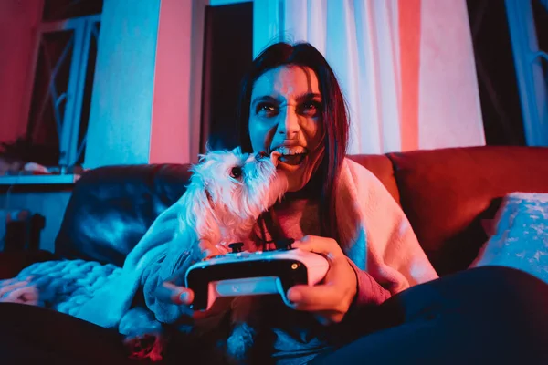 彼女の犬と遊ぶゲームコントローラーと暗い部屋で自宅でゲーマーやストリーマーの女の子の肖像画を閉じ モニターやテレビの前に座っています クレイジーな感情 高品質の写真 — ストック写真
