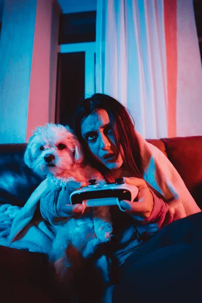 彼女の犬と遊ぶゲームコントローラーと暗い部屋で自宅でゲーマーやストリーマーの女の子の肖像画を閉じ モニターやテレビの前に座っています 高品質の写真 — ストック写真