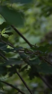 Ordu mensupları, silahlı ve hazır bir şekilde çalıların arasından geçiyorlar. Yüksek kalite 4k görüntü