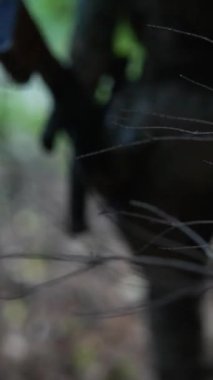 Ordu için engebeli orman ortamlarında eğitim seansları. Yüksek kalite 4k görüntü