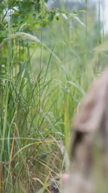 Askeri ekip görevlerini tamamlamak için ormanlık alanda duruyor. Yüksek kalite 4k görüntü