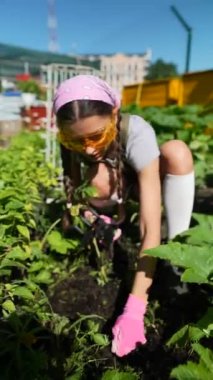 Lastik eldiven takan, bitki yatağının yanında oturan ve bahçesine bitki eken genç kadın çiftçiyi yakından çek..