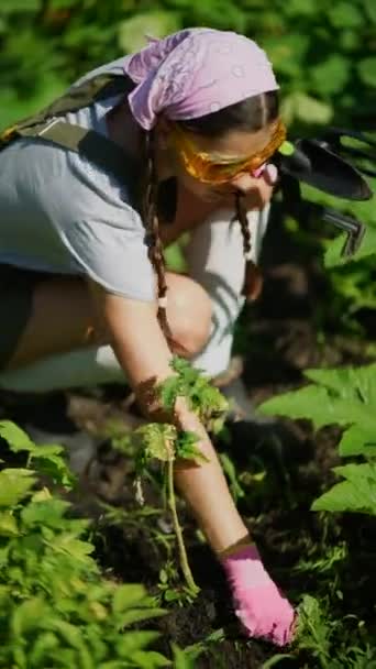 Close Unge Kvinde Landmand Iført Gummihandsker Sidder Nærheden Plante Seng – Stock-video