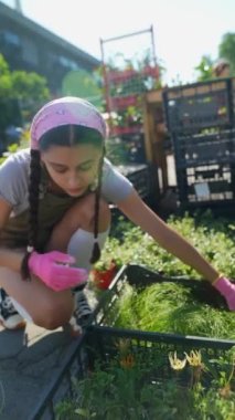 Çiftçi pazarındaki genç kadın çiftçi ürünü satmaya hazırlanıyor. Yüksek kalite 4k görüntü