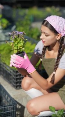 Çiftçi pazarındaki genç kadın çiftçi ürünü satmaya hazırlanıyor. Yüksek kalite 4k görüntü