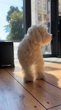 İki sevimli küçük köpek birbirleriyle oynuyorlar. Yüksek kalite 4k görüntü