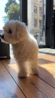 İki sevimli küçük köpek şakacı bir etkileşim içindeler. Yüksek kalite 4k görüntü