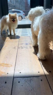  İki küçük tatlı köpek hareketli bir oyun seansına giriyorlar. Yüksek kalite 4k görüntü