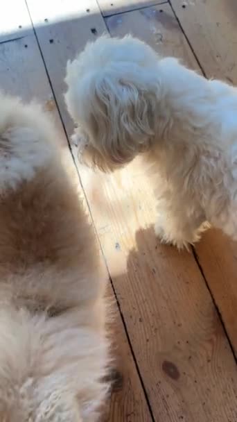 Δύο Αξιαγάπητα Μικροσκοπικά Σκυλιά Απολαμβάνουν Ένα Παιχνίδι Μαζί Υψηλής Ποιότητας — Αρχείο Βίντεο