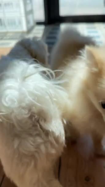 两只可爱的小犬子互相嬉闹着 高质量的4K镜头 — 图库视频影像