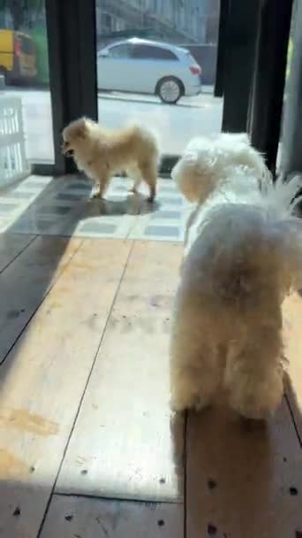 Twee Schattige Pups Vermaken Zich Speels Hoge Kwaliteit Beeldmateriaal — Stockvideo