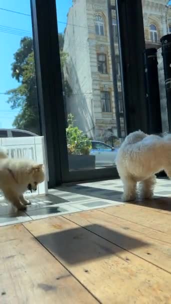 两只可爱的小狗在逗乐地嬉戏 高质量的4K镜头 — 图库视频影像