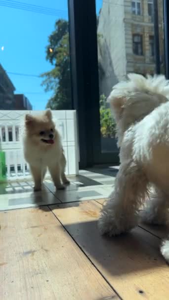 Δύο Χαριτωμένα Σκυλάκια Διασκεδάζουν Παίζοντας Μαζί Υψηλής Ποιότητας Πλάνα — Αρχείο Βίντεο